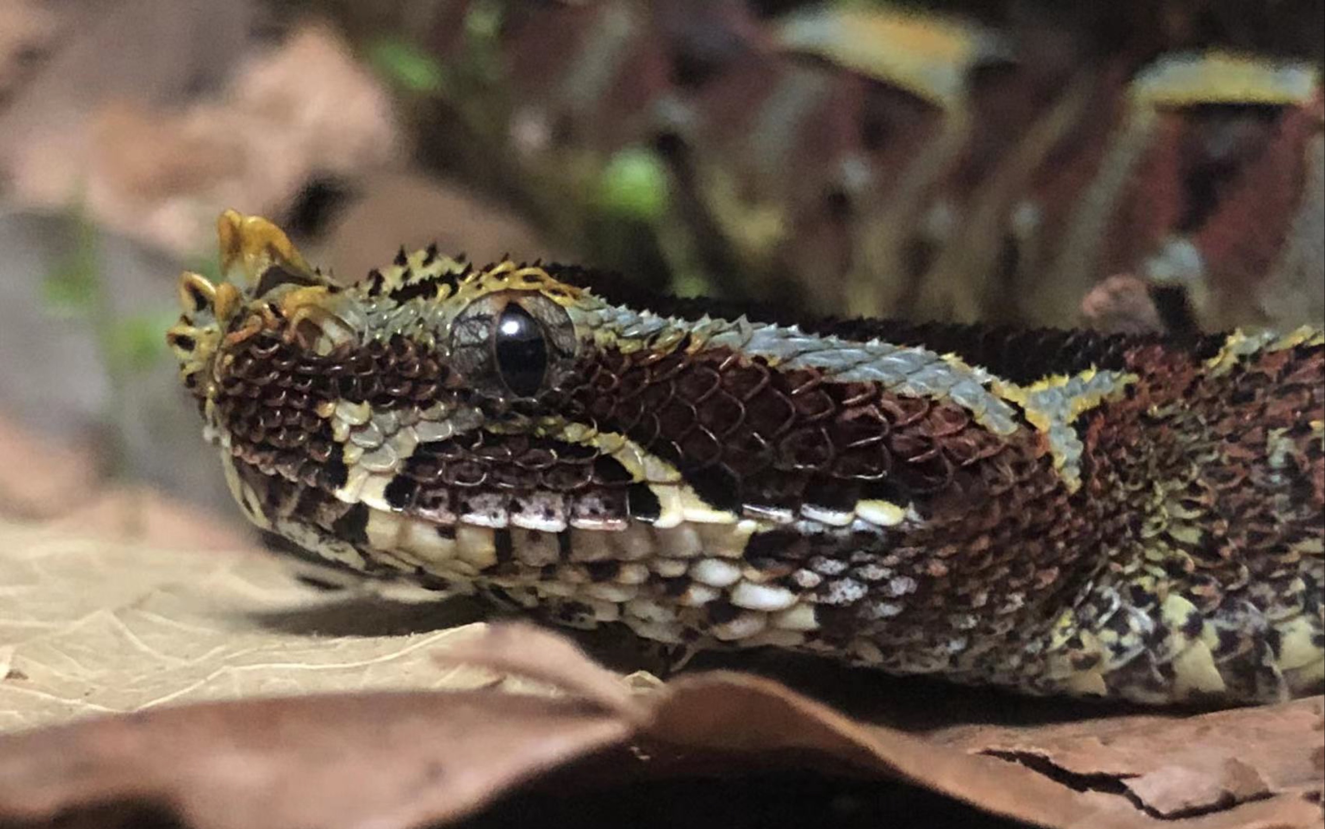 Bitis nasicornis 犀咝蝰 Rhino viper 半吊子喂食分享 人和蛇都需要安静 今天画质有点糊哔哩哔哩bilibili