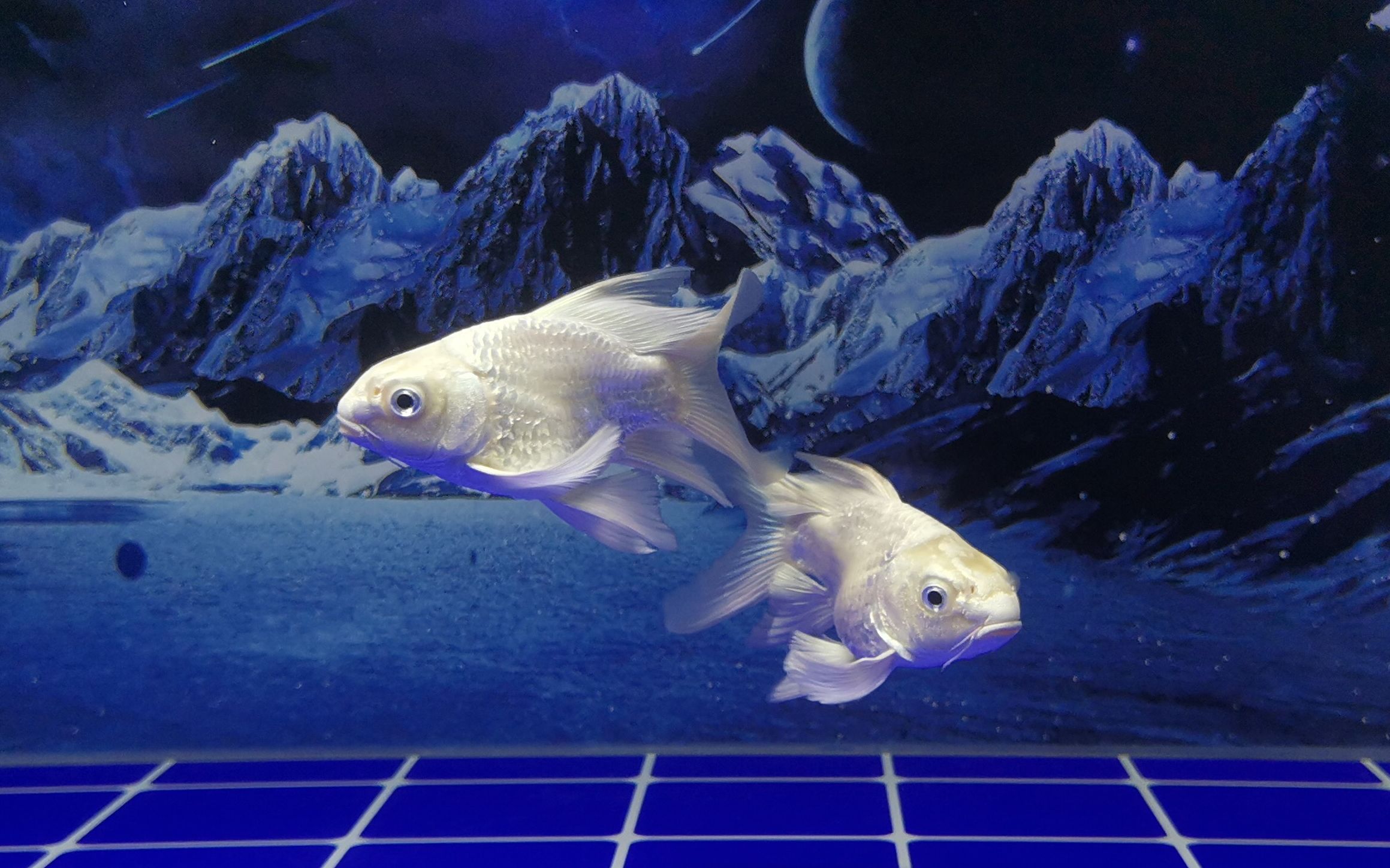 小白球蝴蝶鲤成长记(1):第一天入缸,成就一对好伙伴