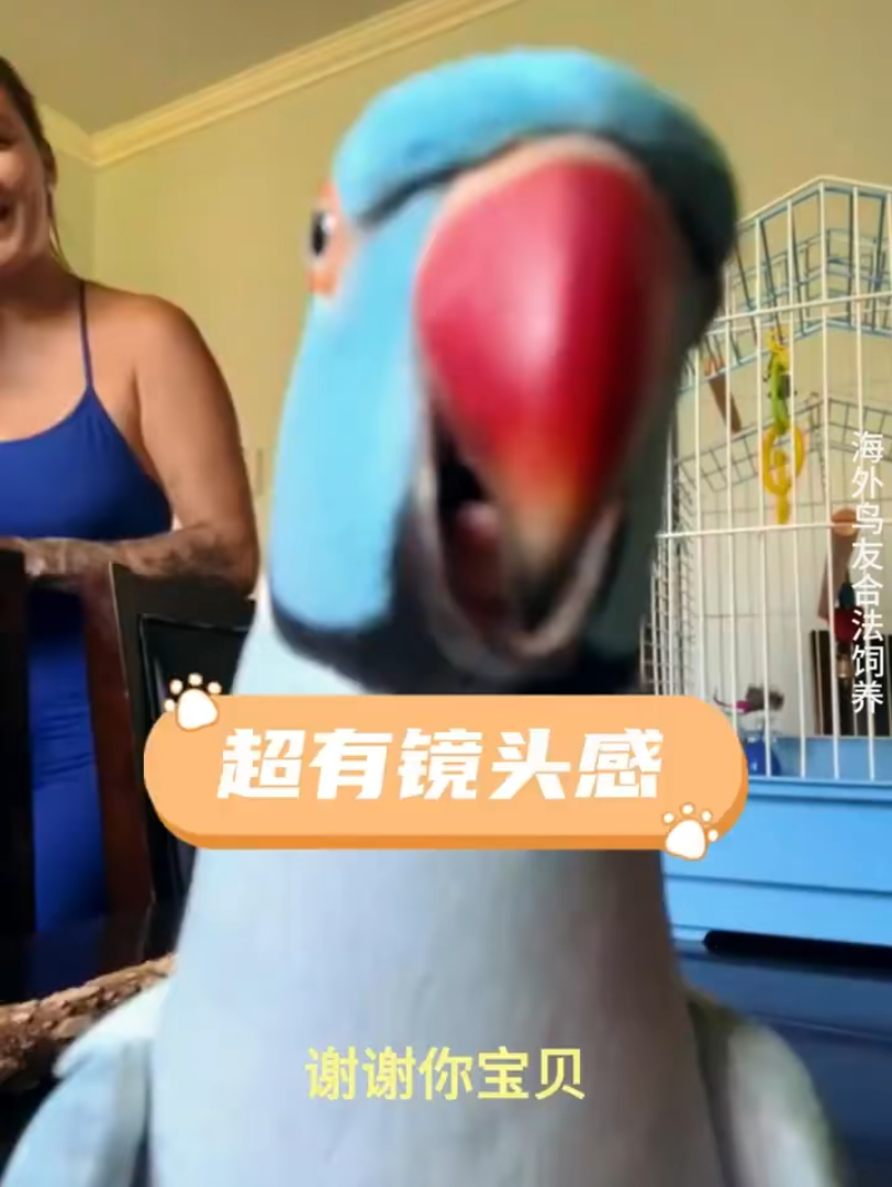 这鹦鹉的小嘴跟抹了蜜似的