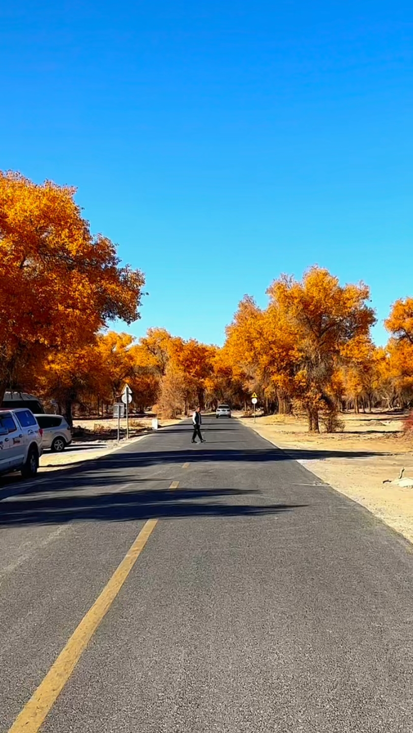 新疆喀什的胡杨林