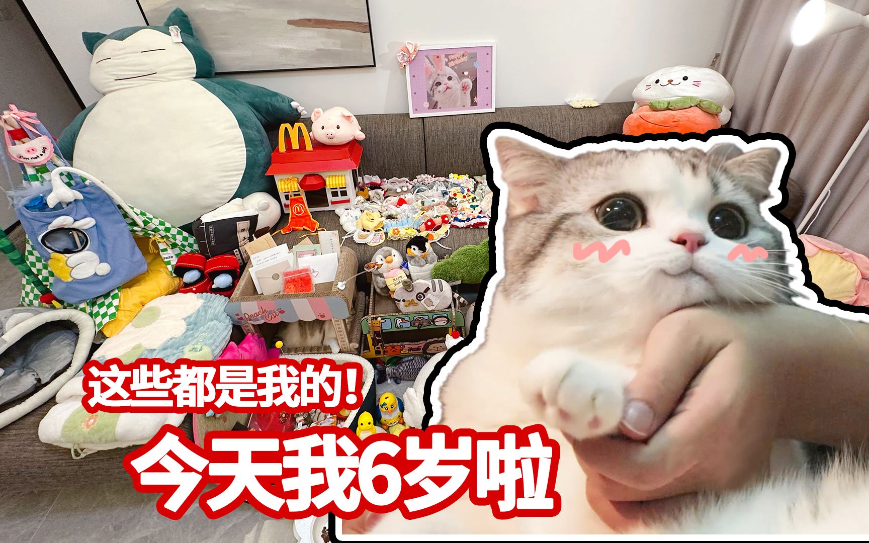 [图]猫咪六岁生日，收到了一屋子礼物