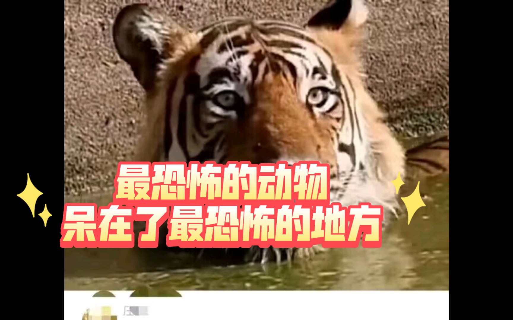 【一只呆在化粪池的东北虎有多可怕】
