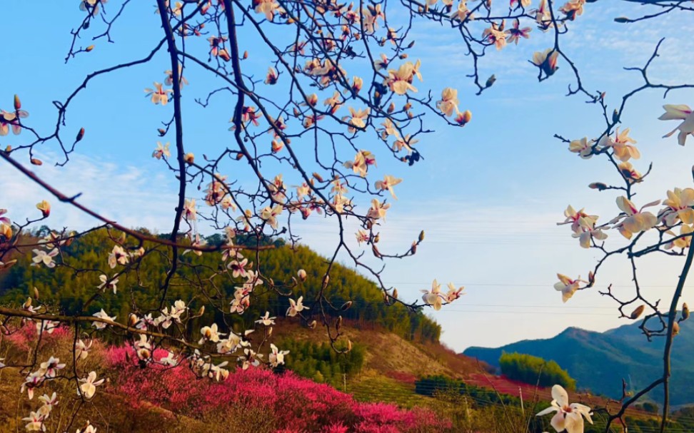 山花烂漫.2月18日周六气温19度,仿佛春天来了.享受美景