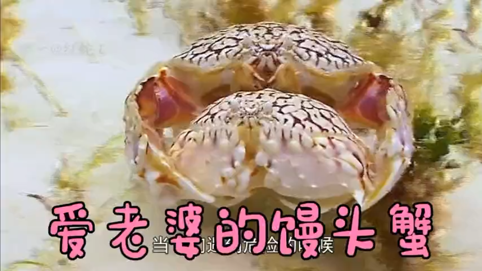 爱老婆的馒头蟹_哔哩哔哩_bilibili