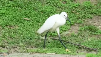 Descargar video: 长脚长嘴长脖白鸡！正在觅食！长脚白鸡！正在觅食！