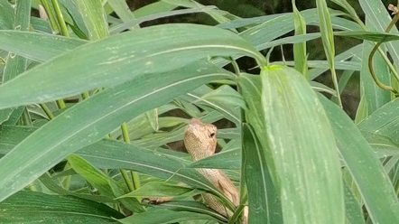 村頭偶遇變色龍