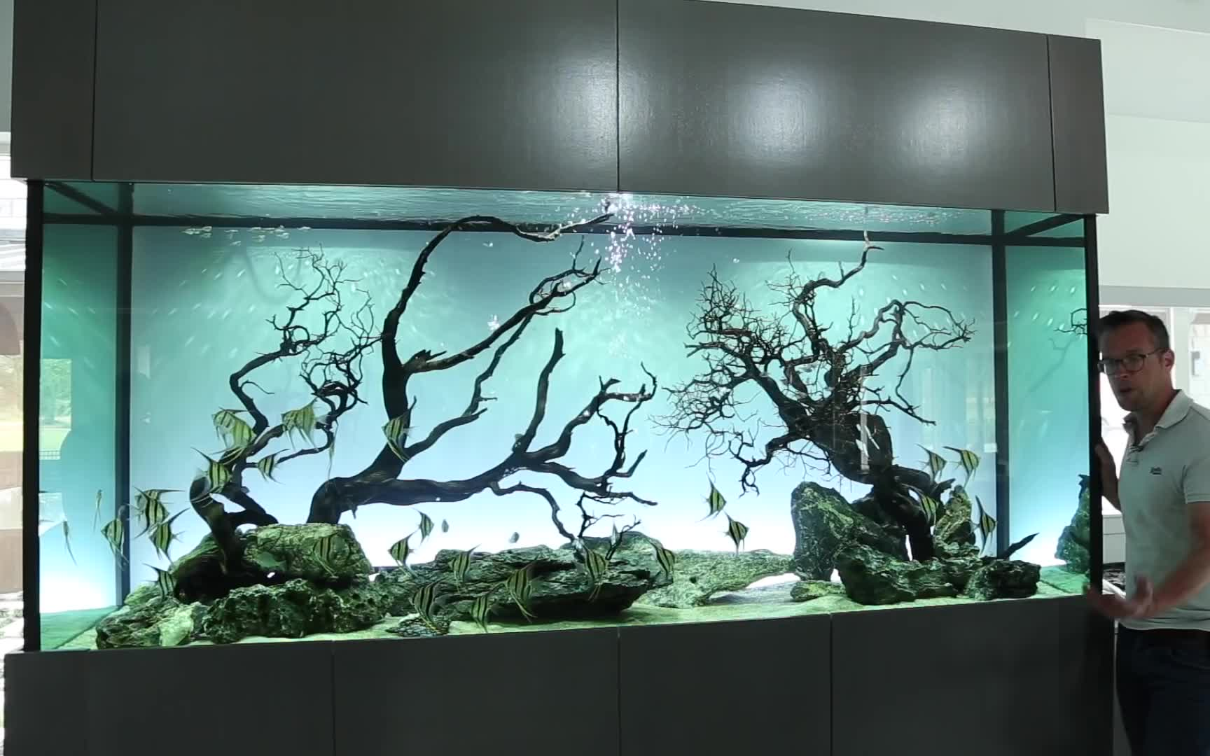 [图]The Ultimate Angelfish Aquascape