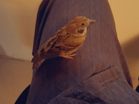 再一次记录小雀雀776288(●˙70˙●)896277