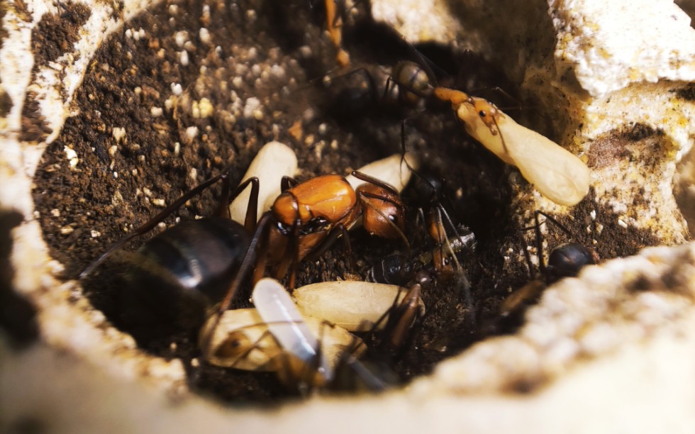 窄颈弓背蚁·camponotus angusticollis
