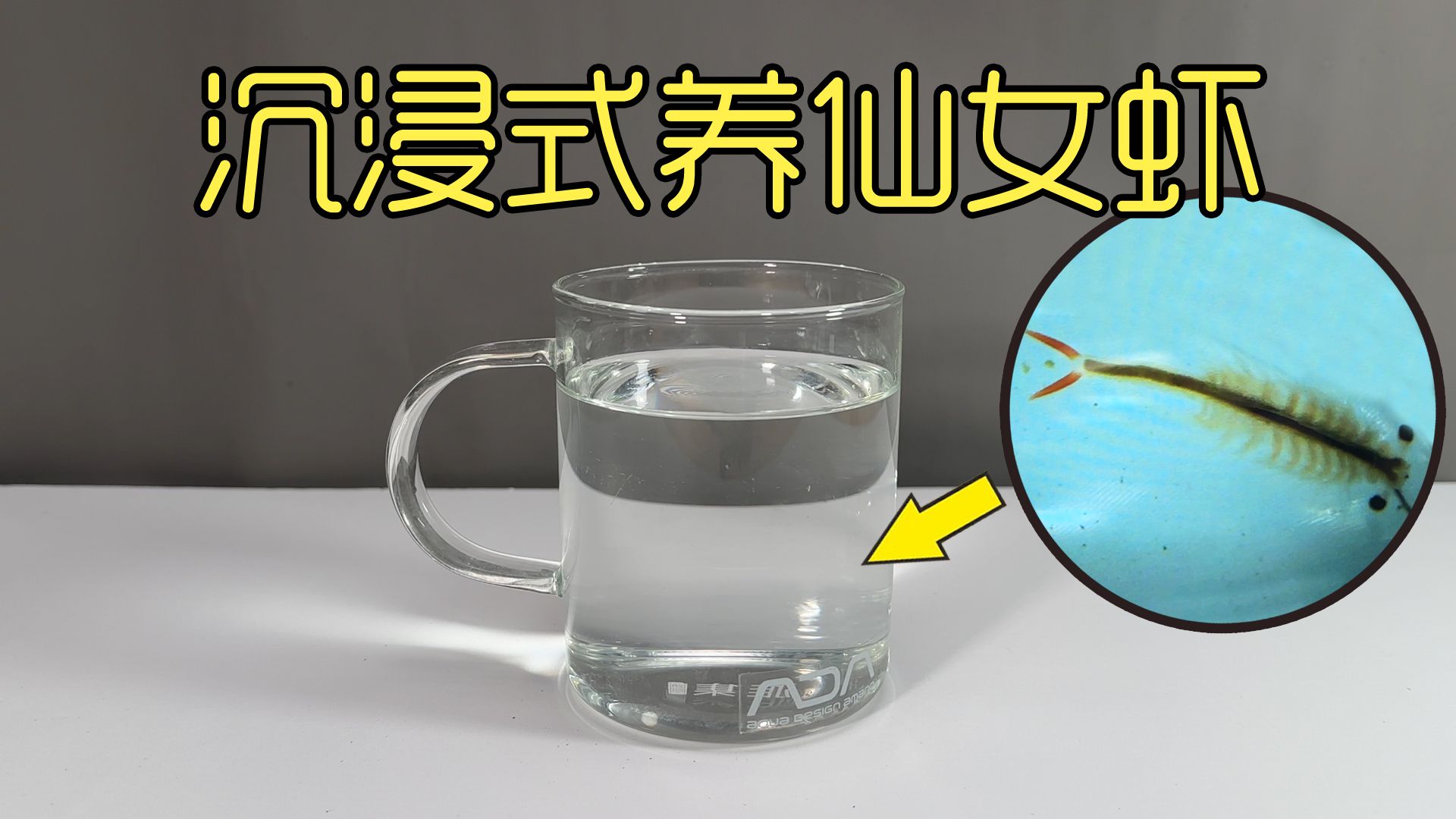 沉浸式养仙女虾,耗时40天时间养仙女虾的过程,结果成功了吗?哔哩哔哩bilibili