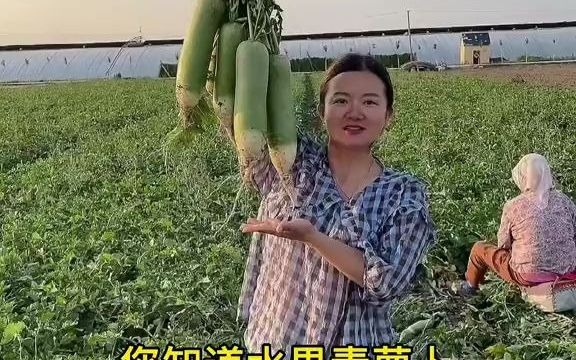 【聊三农】每年的7月8月正是种植青萝卜的最佳季节,这个时候种植口感甜脆,水份足,喜欢的你也种些吧!哔哩哔哩bilibili