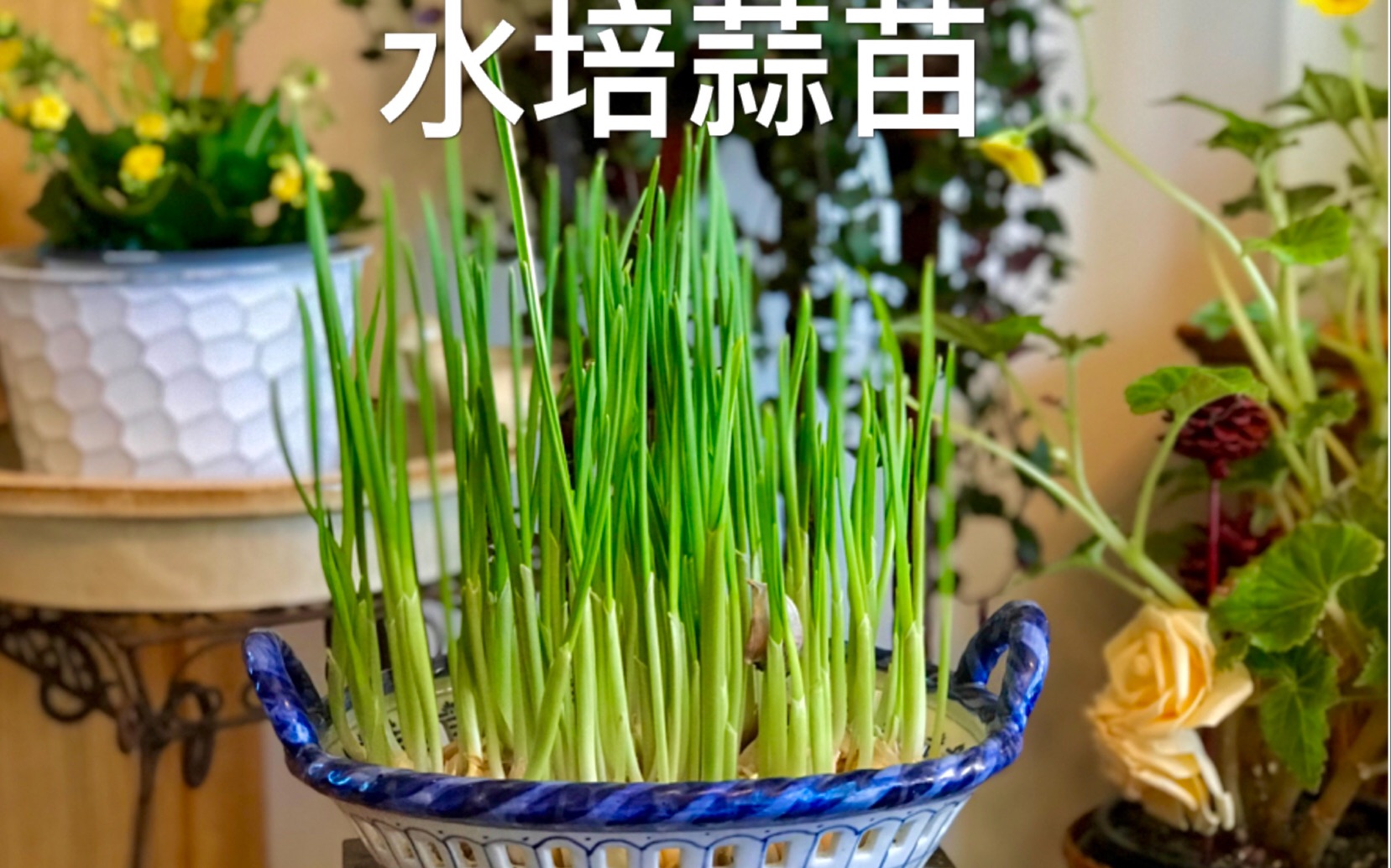 在家轻松种植,水培蒜苗,grow garlic sprouts , plant at home with me哔哩哔哩bilibili