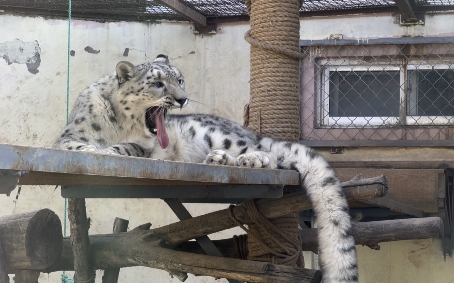 【西寧野生動物園】雪豹水墨打呵欠&露肚皮&伸懶腰