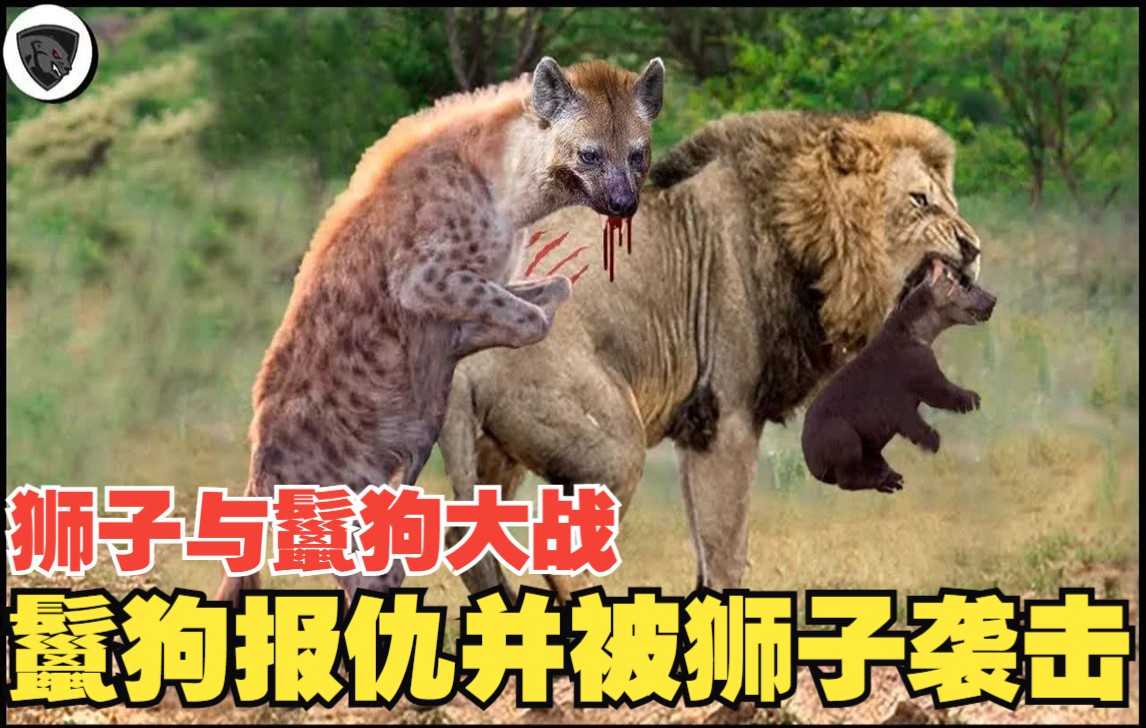 狮子与鬣狗大战,整群鬣狗报仇并被狮子袭击(动物原声)