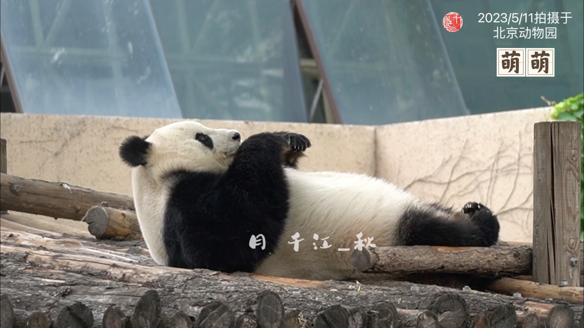 (建议横屏观看)#大熊猫萌萌 雌性,2006年出生,母亲野猫英英,父亲灵灵