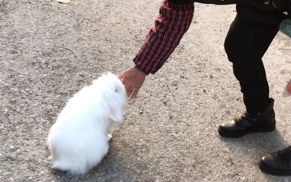 【垂耳兔】天气好带着小兔子下楼遛一圈,见到陌生人也一点都不害怕