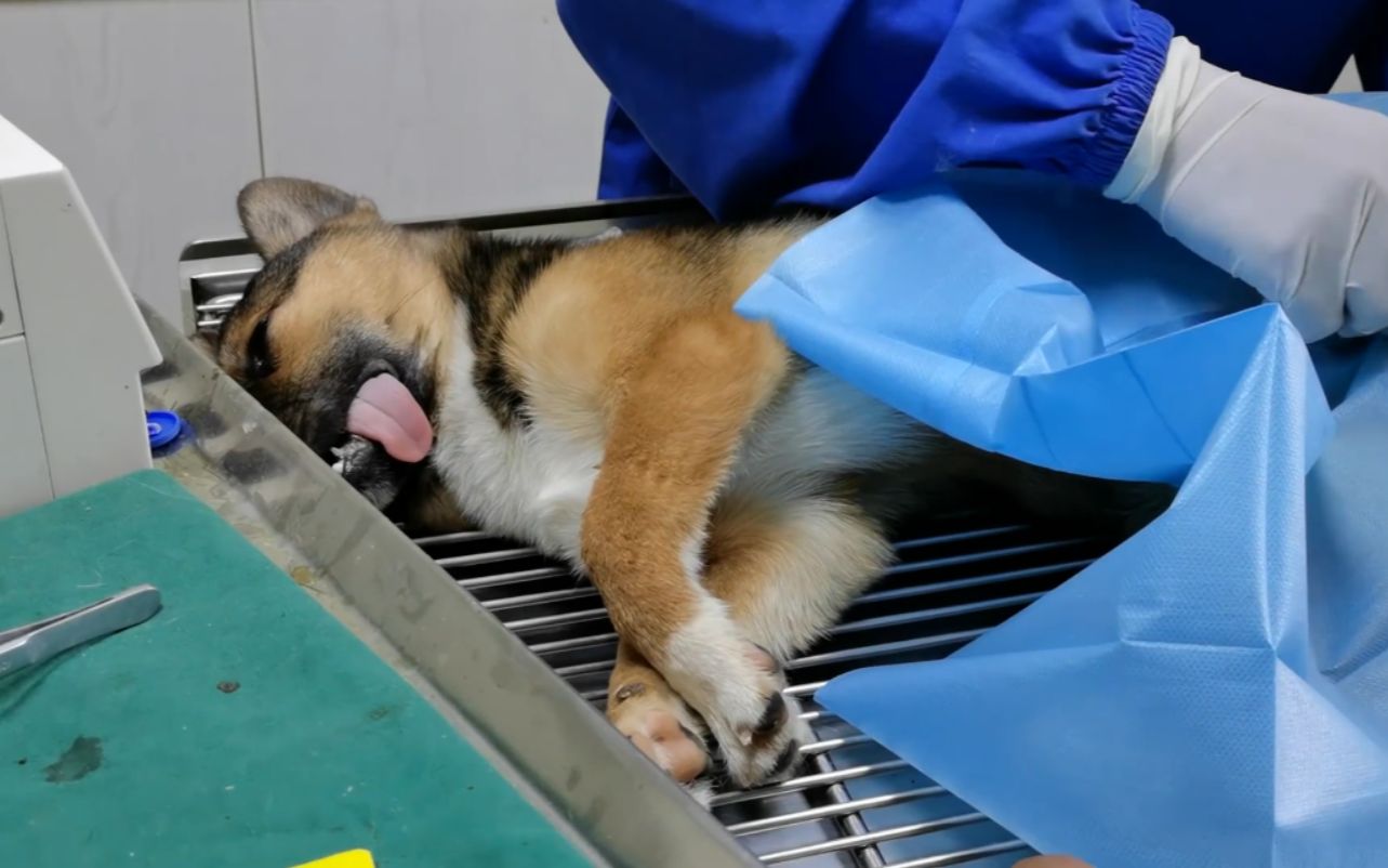 【流浪狗】养犬兄妹带六只流浪狗同时做绝育,这是残忍还是善待?