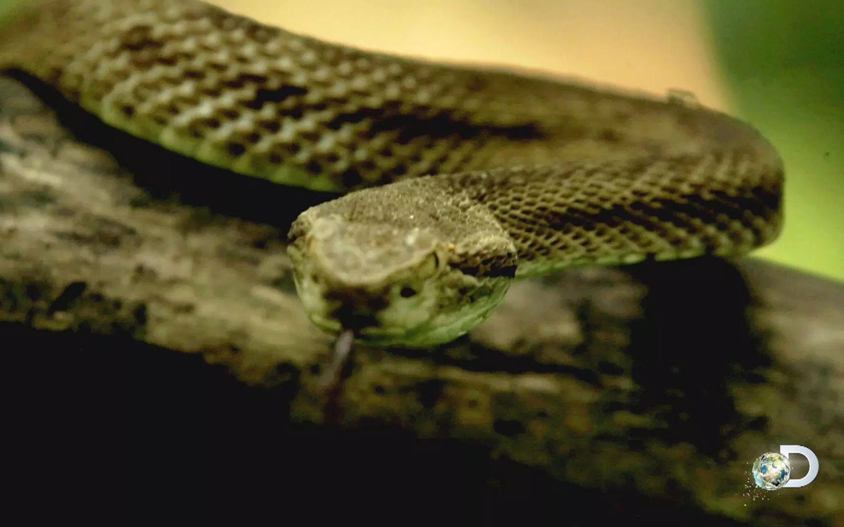 蛇岛寻宝第3集反击