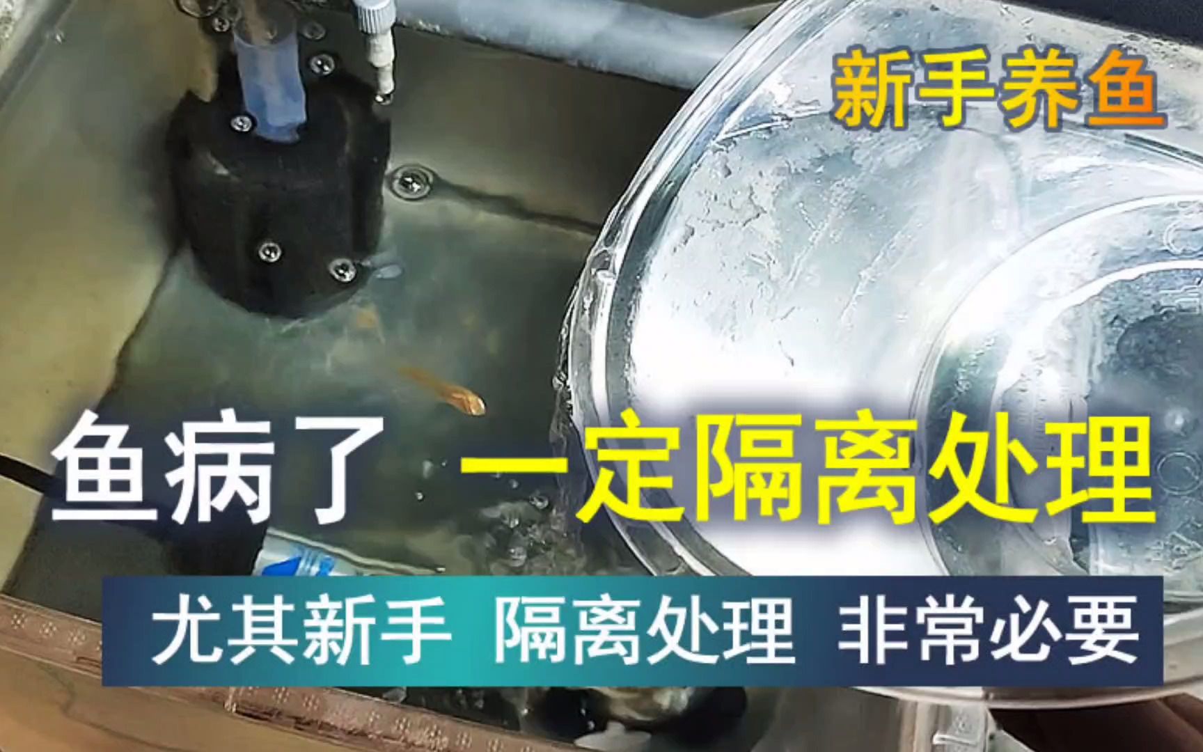 鱼病了,为什么一定要先隔离,再进行鱼病处理,切记切记哔哩哔哩bilibili