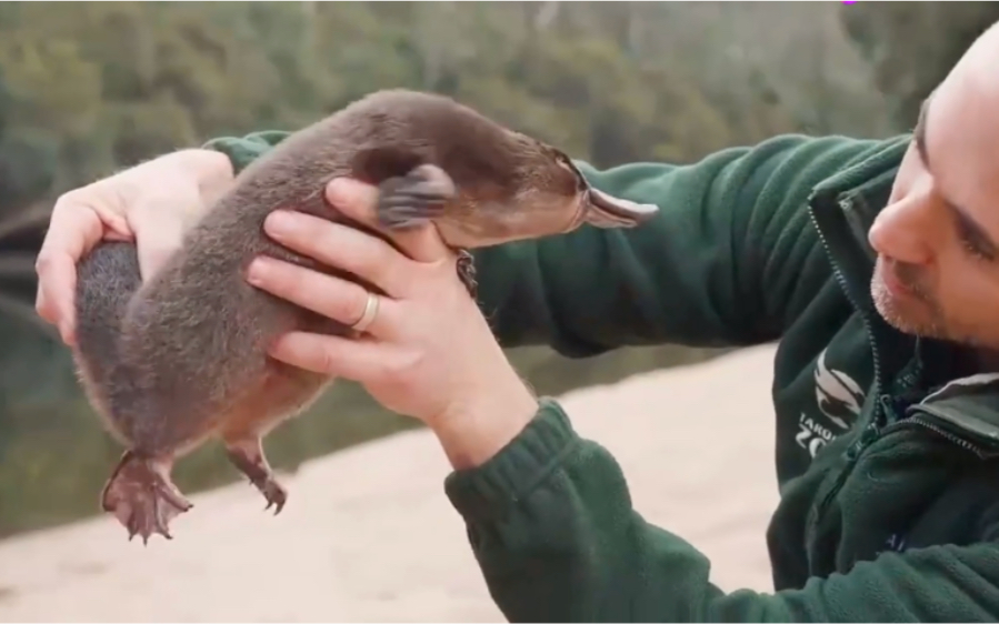 男子在野外捡到一只奇怪的动物,嘴巴长的跟鸭子一样,差点把人吓坏了!