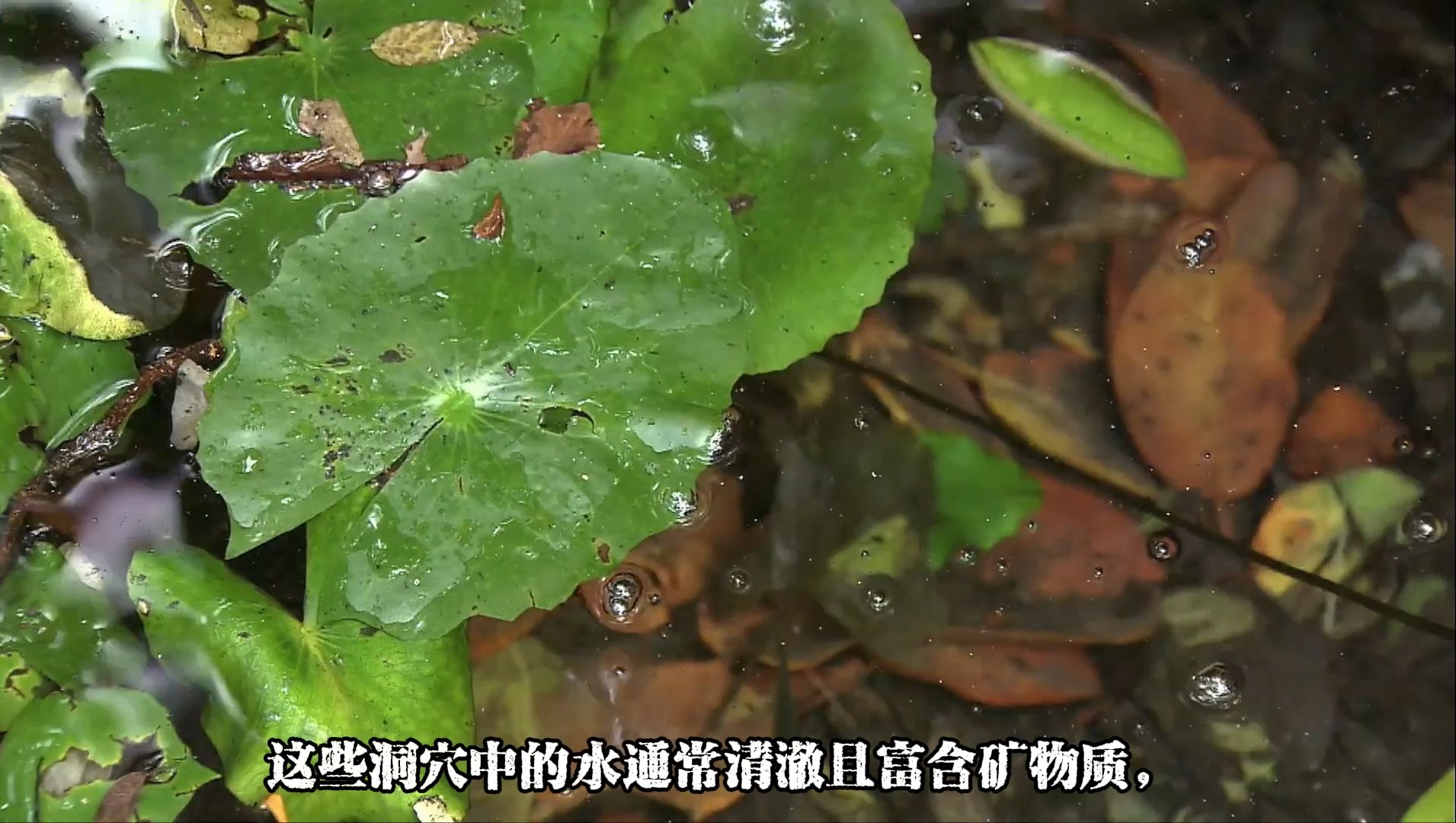 [1080P]由墨西哥塞诺特石灰岩溶洞供水的露天水潭生境哔哩哔哩bilibili