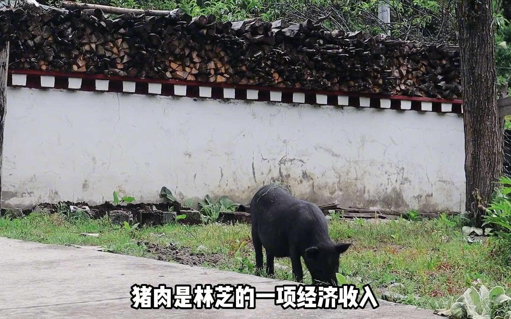 藏族姑娘实拍西藏林芝,比江苏省还大的地级市,不养牛只羊猪哔哩哔哩bilibili