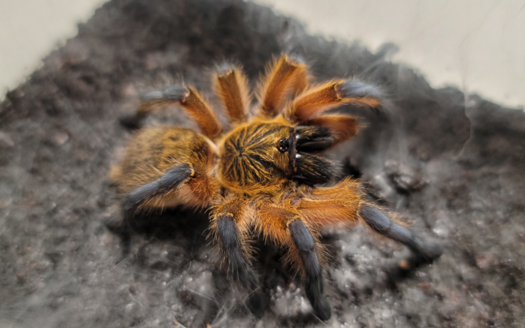 蓝腿巴布捕食展示