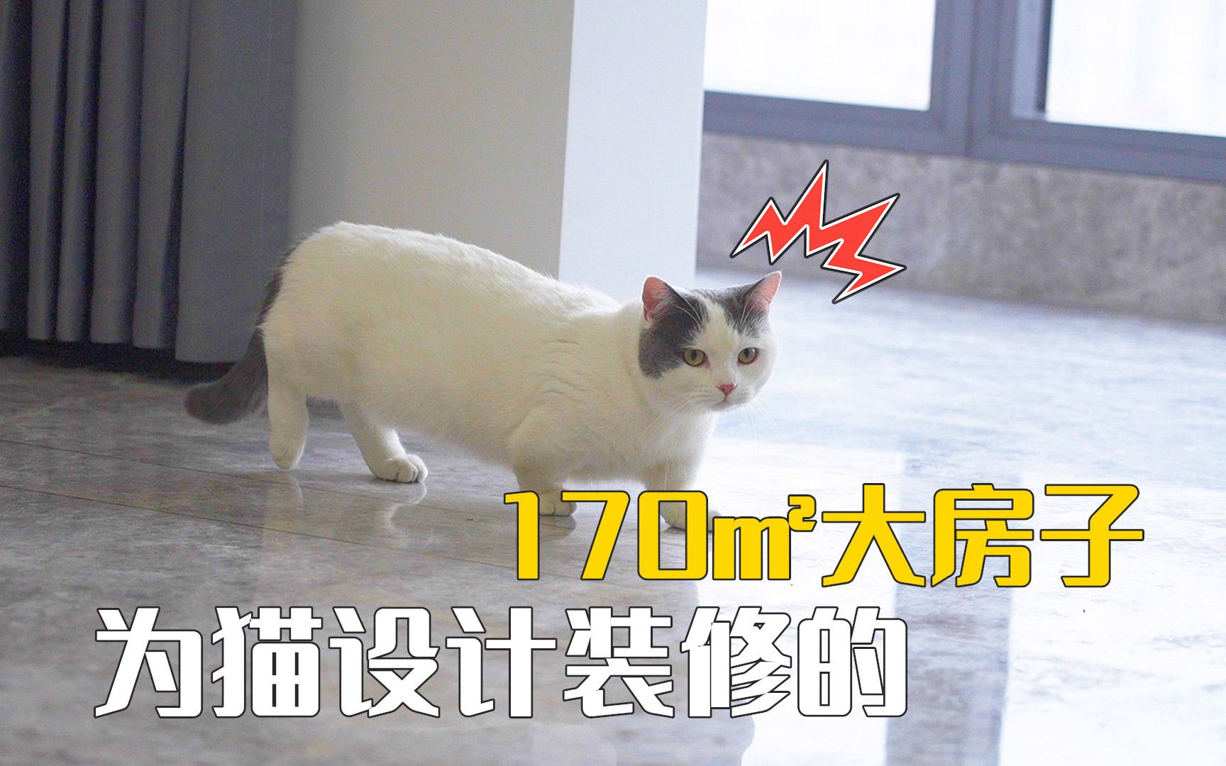 从40㎡到170㎡,为猫专属设计的大房子终于装好了!-萌猫宝哥哥-萌猫宝哥哥-哔哩哔哩视频