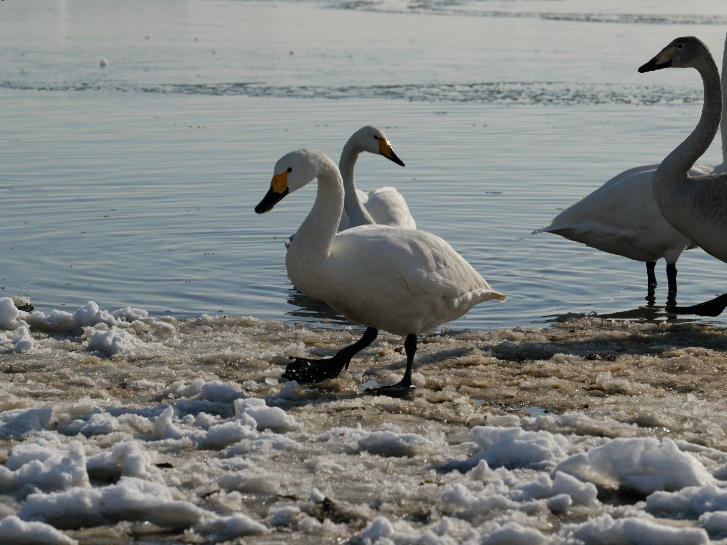 荣成 樱花湖 大天鹅