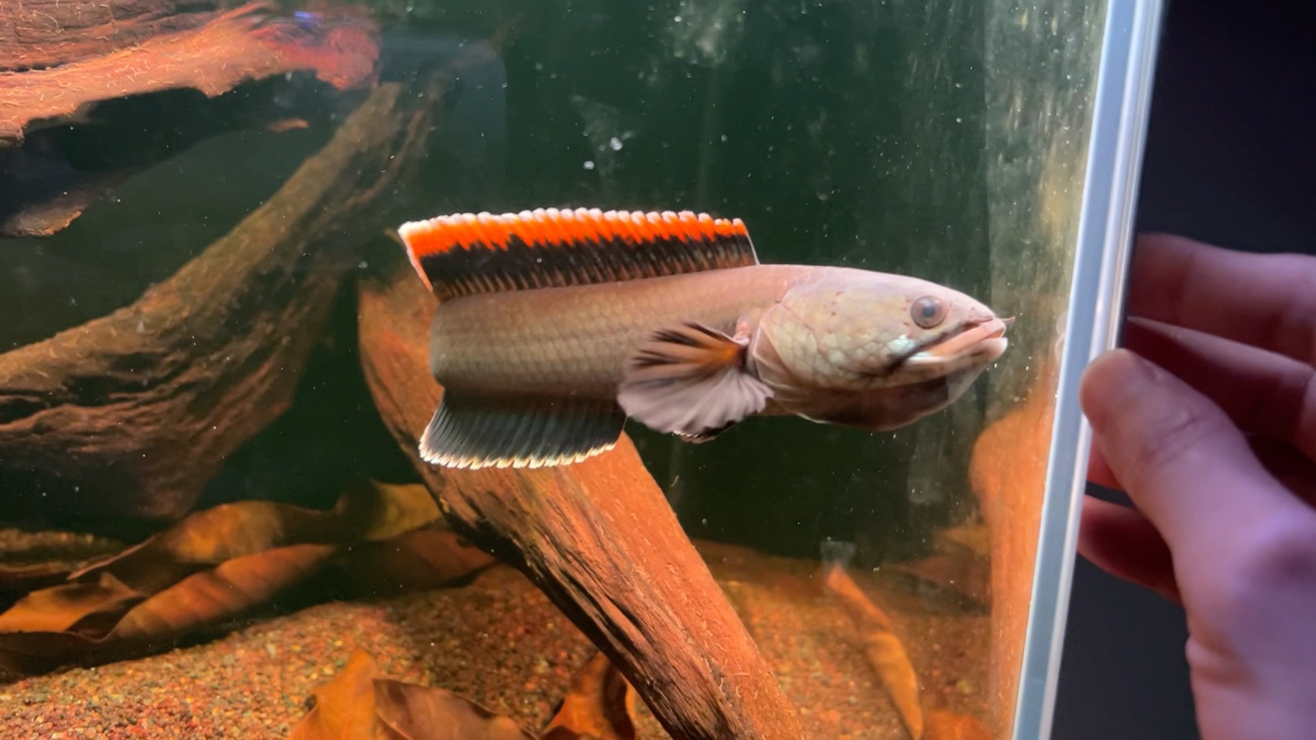 夸示中的火背雷龙