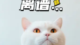 我家猫的锦鲤体质还能复制吗？