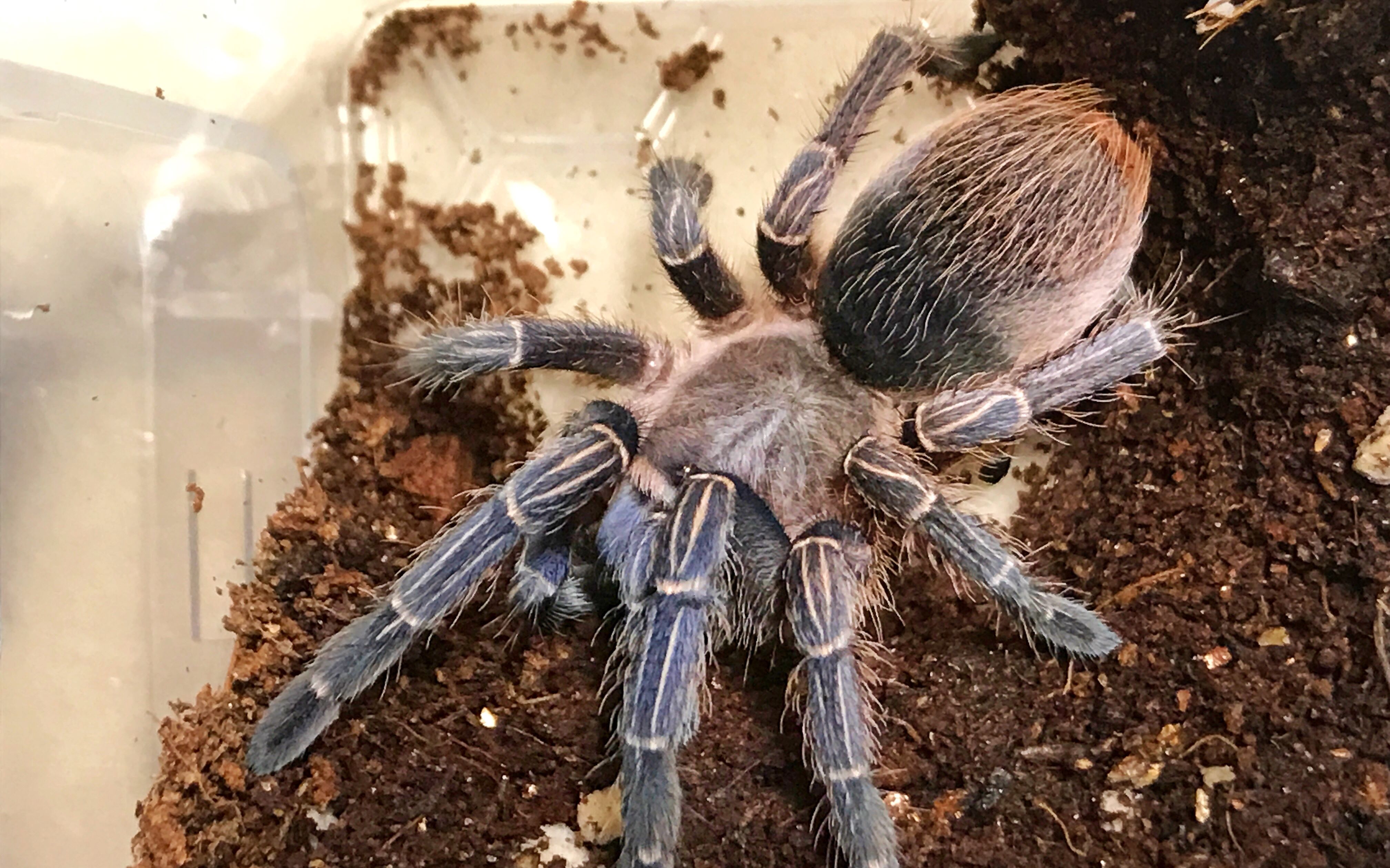 捕鸟蛛日常—c8,蓝哥斑,海捕,金直间_哔哩哔哩_bilibili