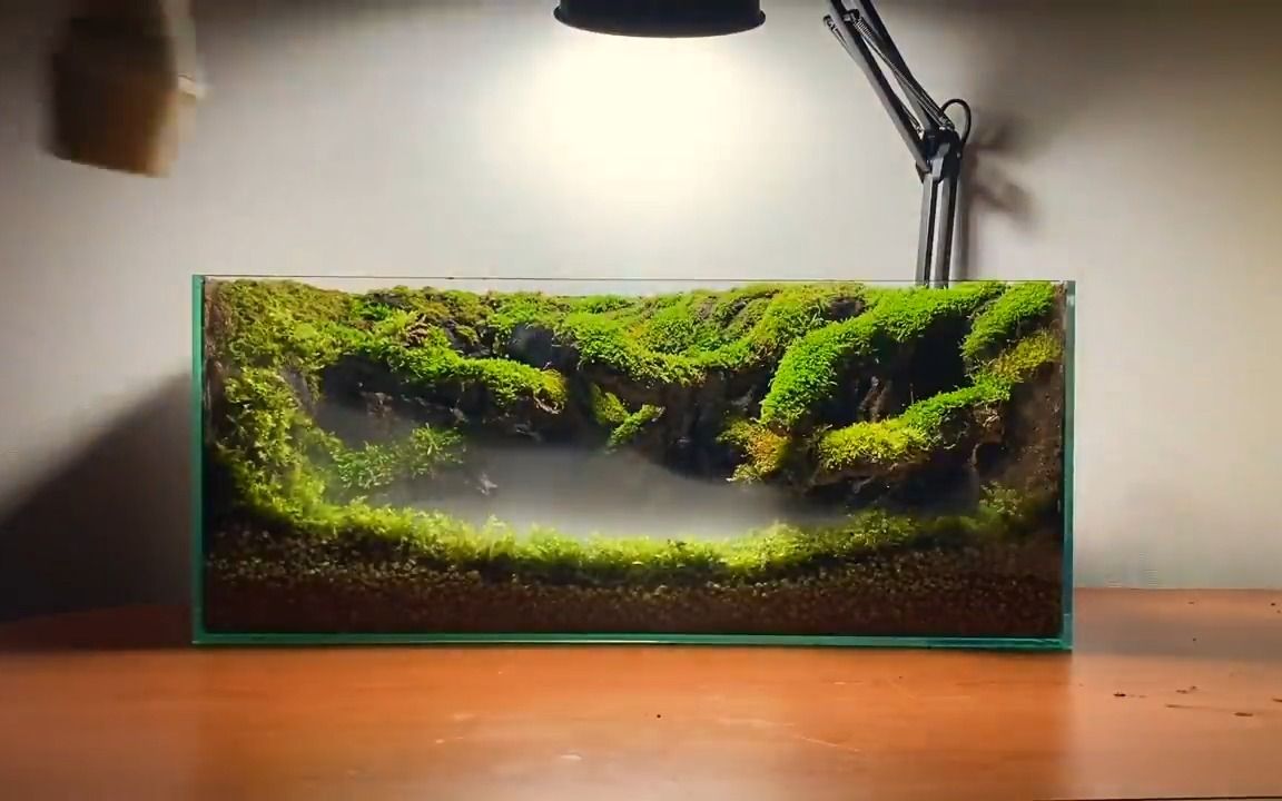 【diy鱼缸水景】动手创建一个小的苔藓森林