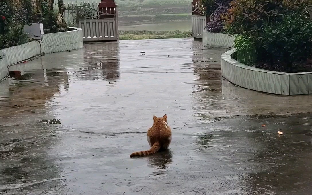 [图]狂 野 猎 手