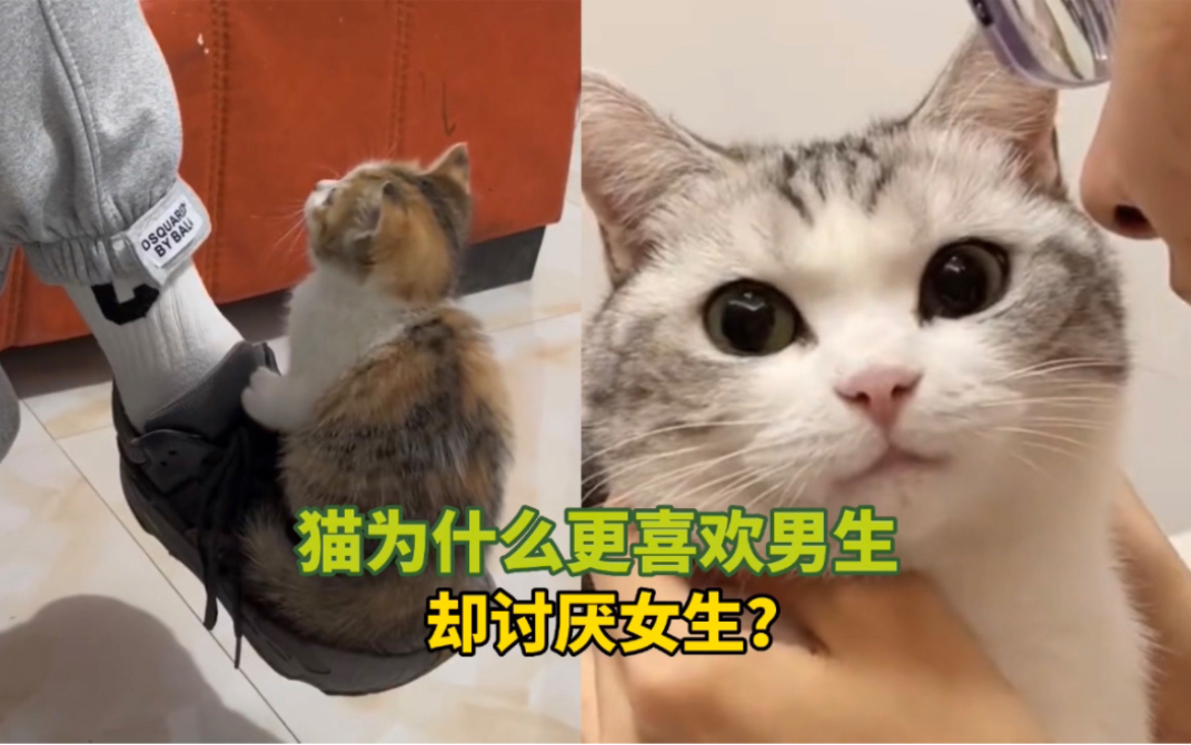 [图]《猫为什么更喜欢男生》却讨厌女生？