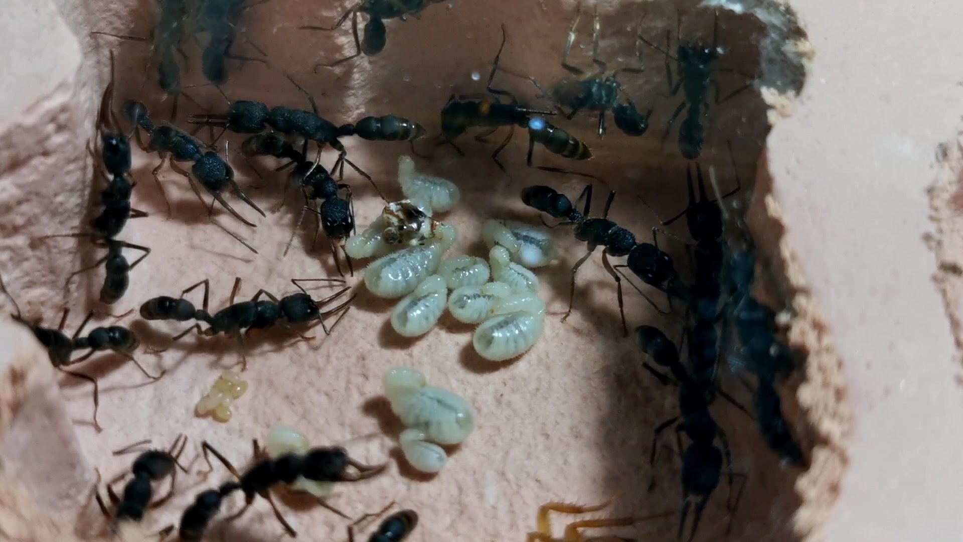 饲养记录猎镰猛蚁喂食幼虫