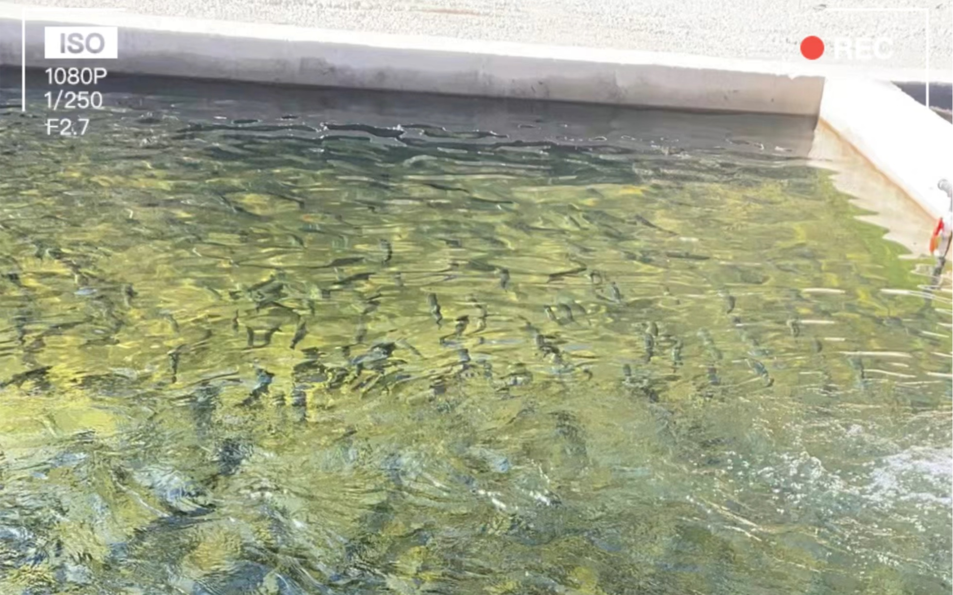 養魚魚塘水處理