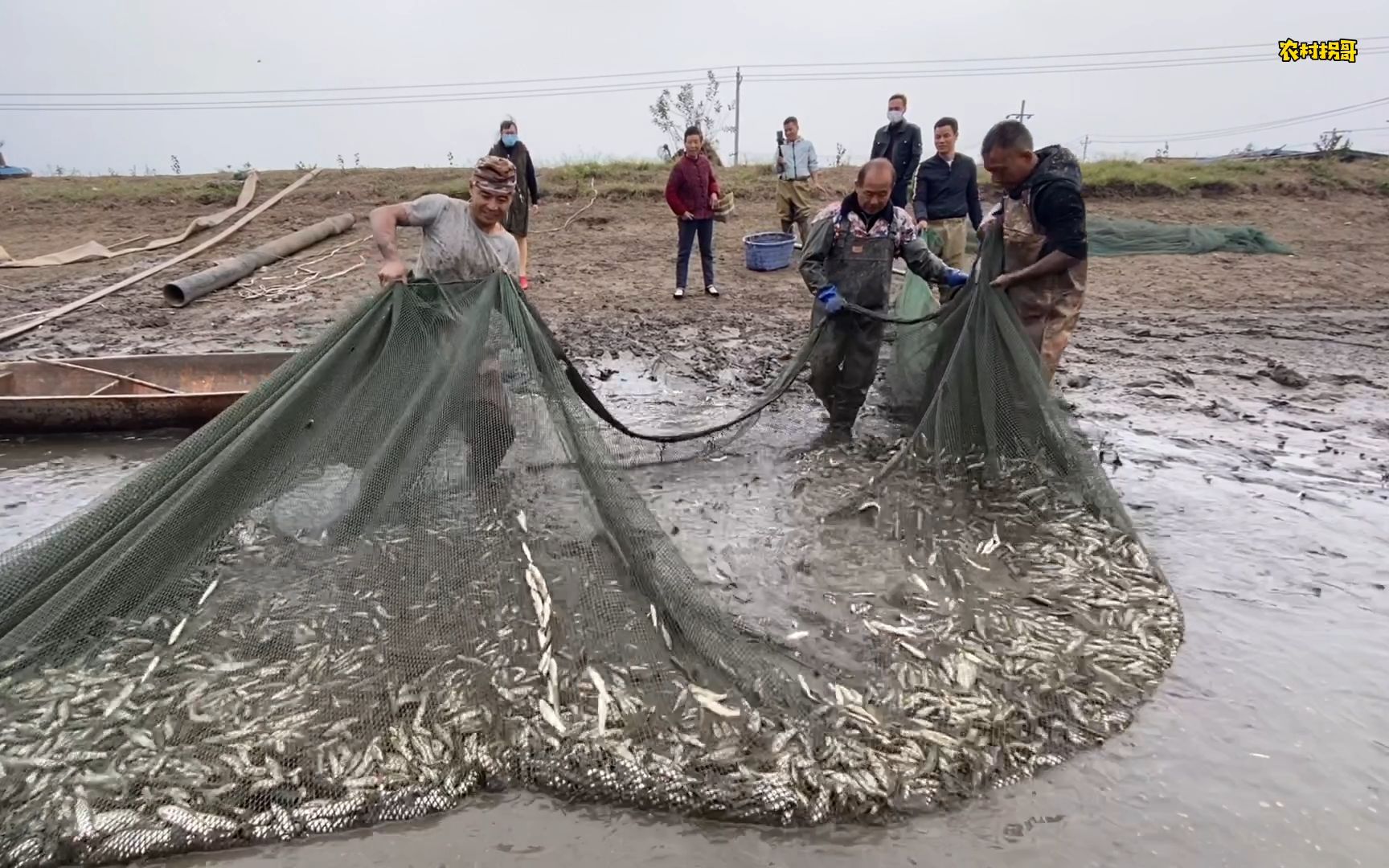 拐哥人生第一次体验拉渔网上货,看着满满一网的鱼惊叹不已