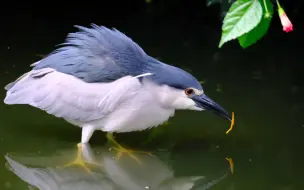 Скачать видео: 缩脖子怪鸟阴暗的觅食，非常坏视频