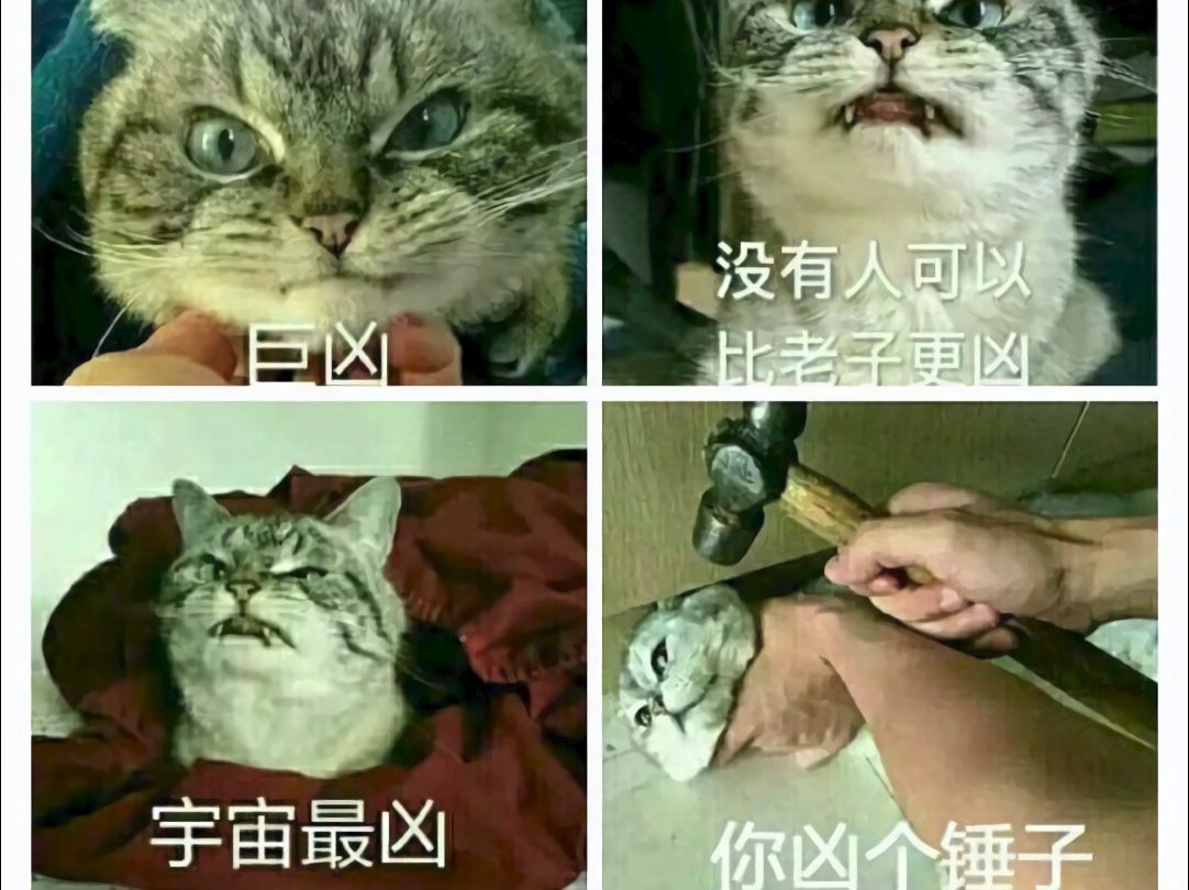 [图]难绷#4搞笑猫猫梗图meme图