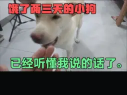 Video herunterladen: 饿了两三天的小狗，已经听懂我说的话了。