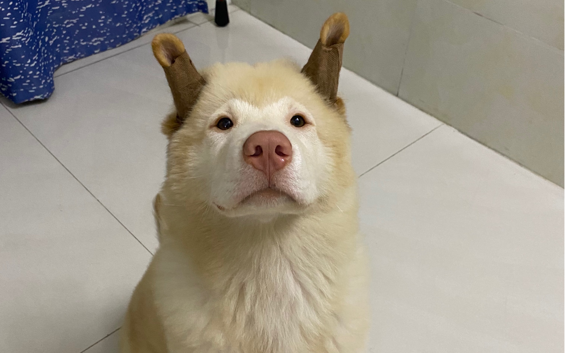 「冷风宇宙」我的笨蛋福仔长大变成了猴脸狗子,每天都好开心的干饭