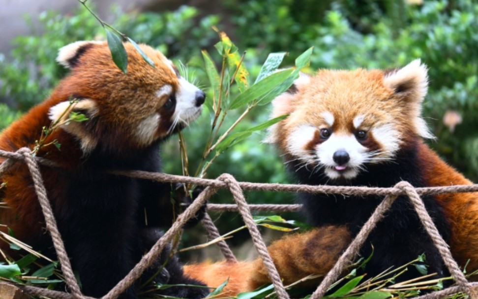 重庆动物园小熊猫|尼康z30