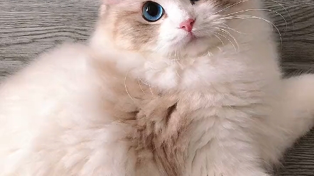 大家有见过金色的布偶猫吗,帅气吧