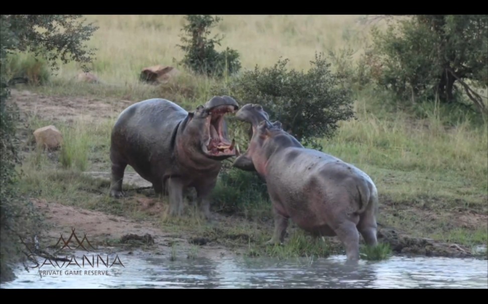 萨比森两头强壮的公河马为领地大战两小时