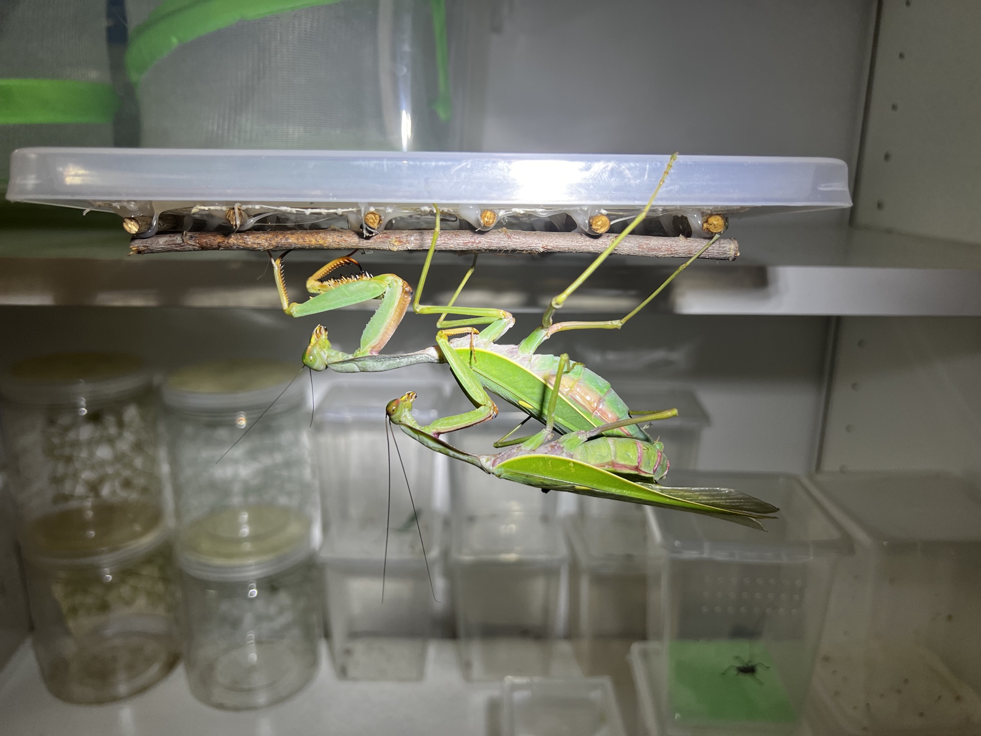 rf夺嫡菱背螳的交配