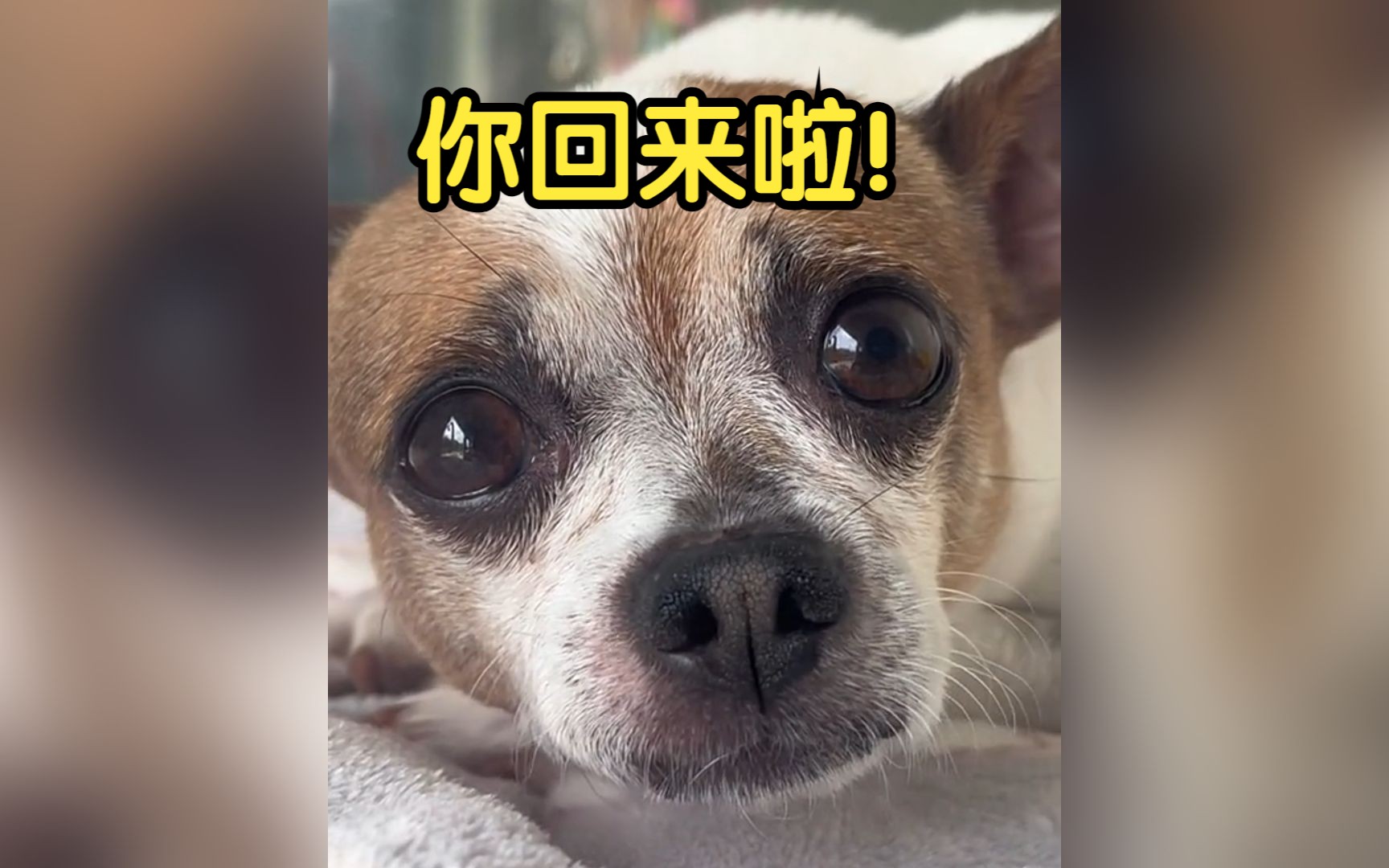 主人偷偷回家时狗子的反应 - 哔哩哔哩