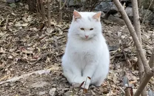 Скачать видео: 没节操被打，到底是猫德的沦丧，还是道德的缺失！