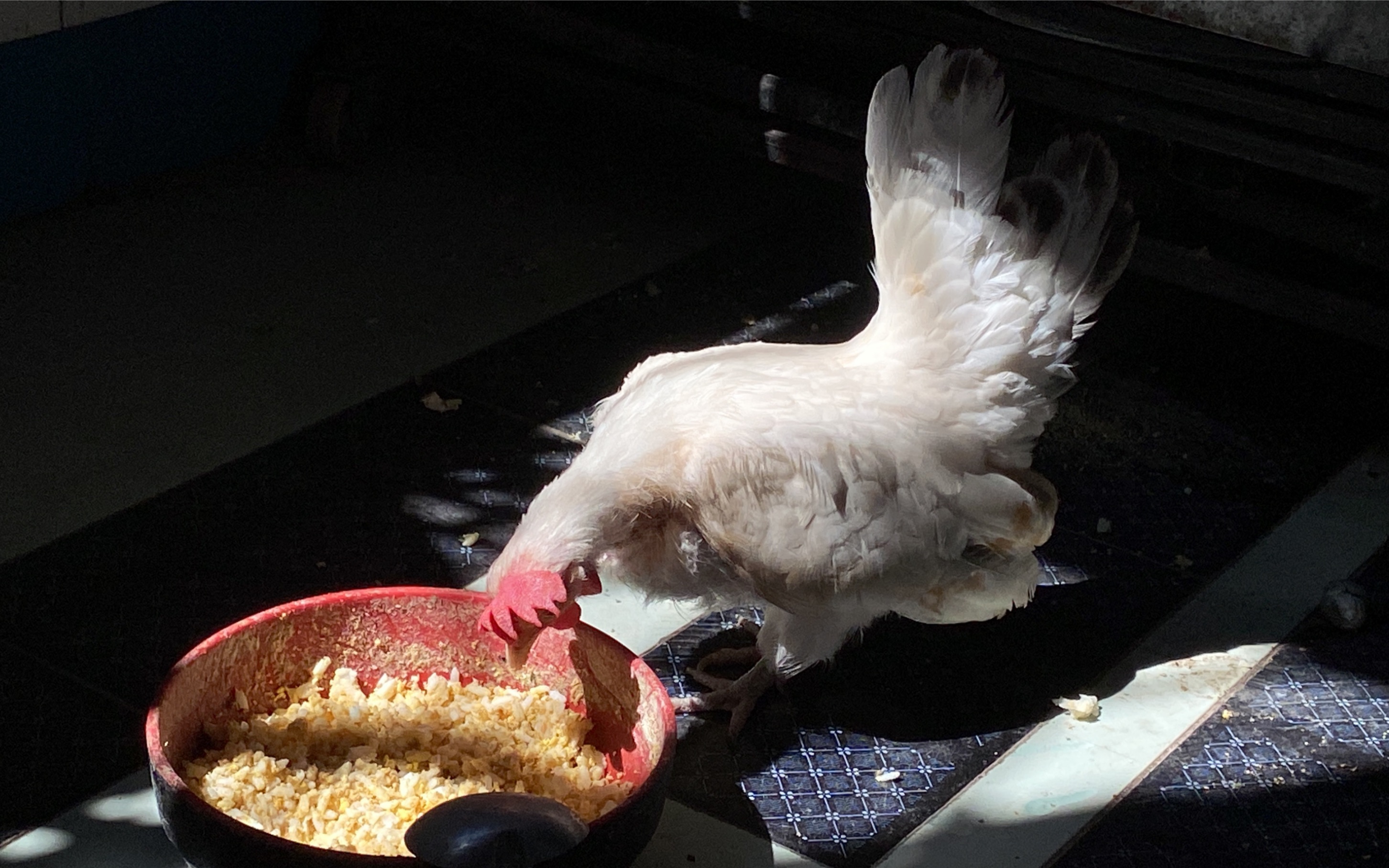 她是最聪明!最会下蛋的咕咕鸡.