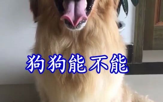 狗狗能不能吃生鸡蛋?哔哩哔哩bilibili